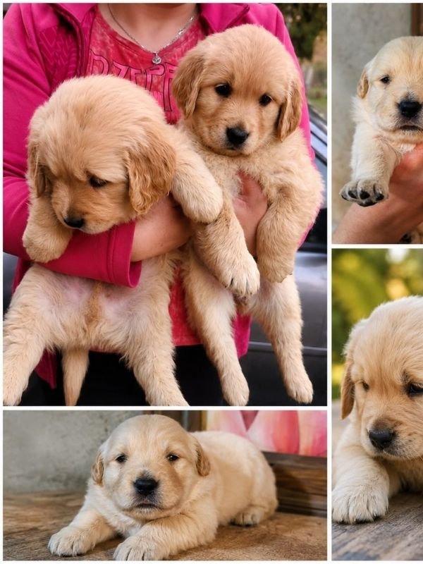 golden-retriever-criadero-de-perros-cordoba-argentina-10