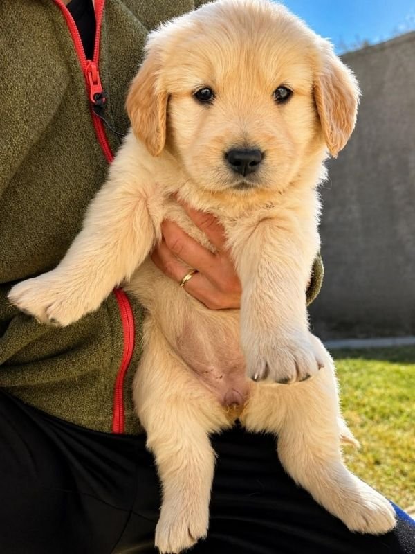 golden-retriever-criadero-de-perros-cordoba-argentina-6
