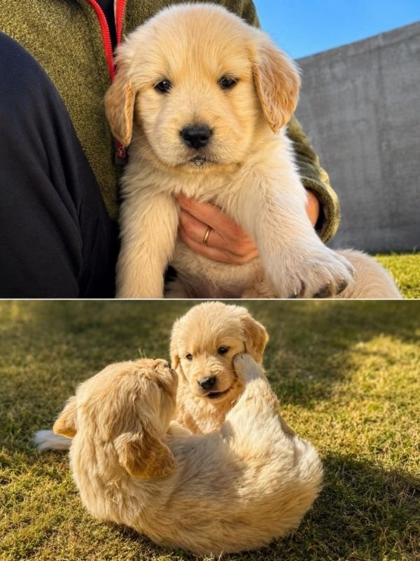 golden-retriever-criadero-de-perros-cordoba-argentina-7