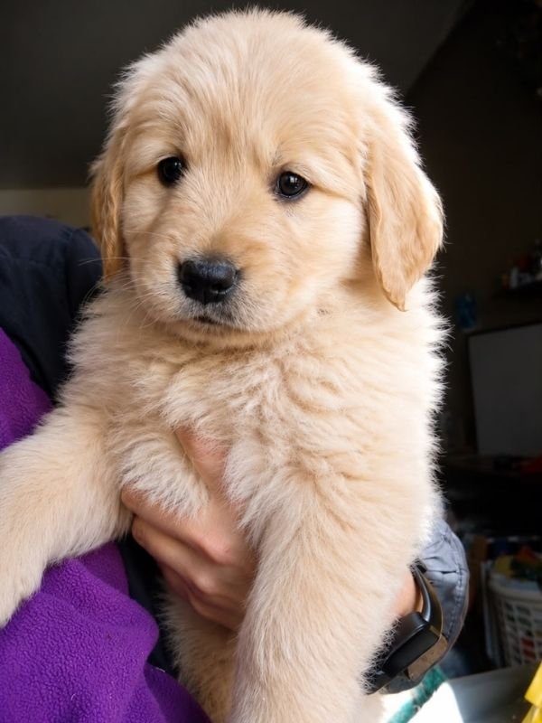 golden-retriever-criadero-de-perros-cordoba-argentina-8