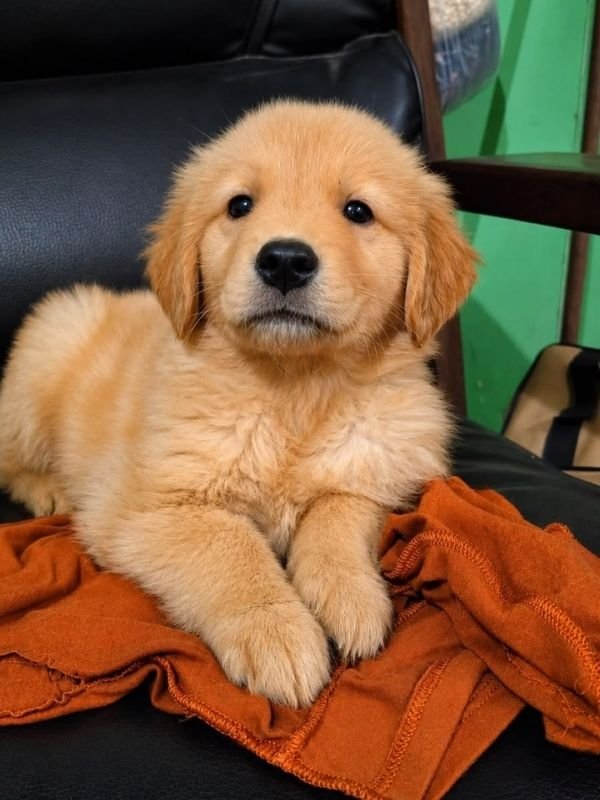 golden-retriever-criadero-de-perros-cordoba-argentina-9