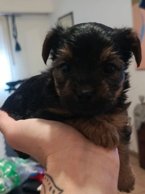 yorkshire-terrier-criadero-de-perros-cordoba-argentina-1